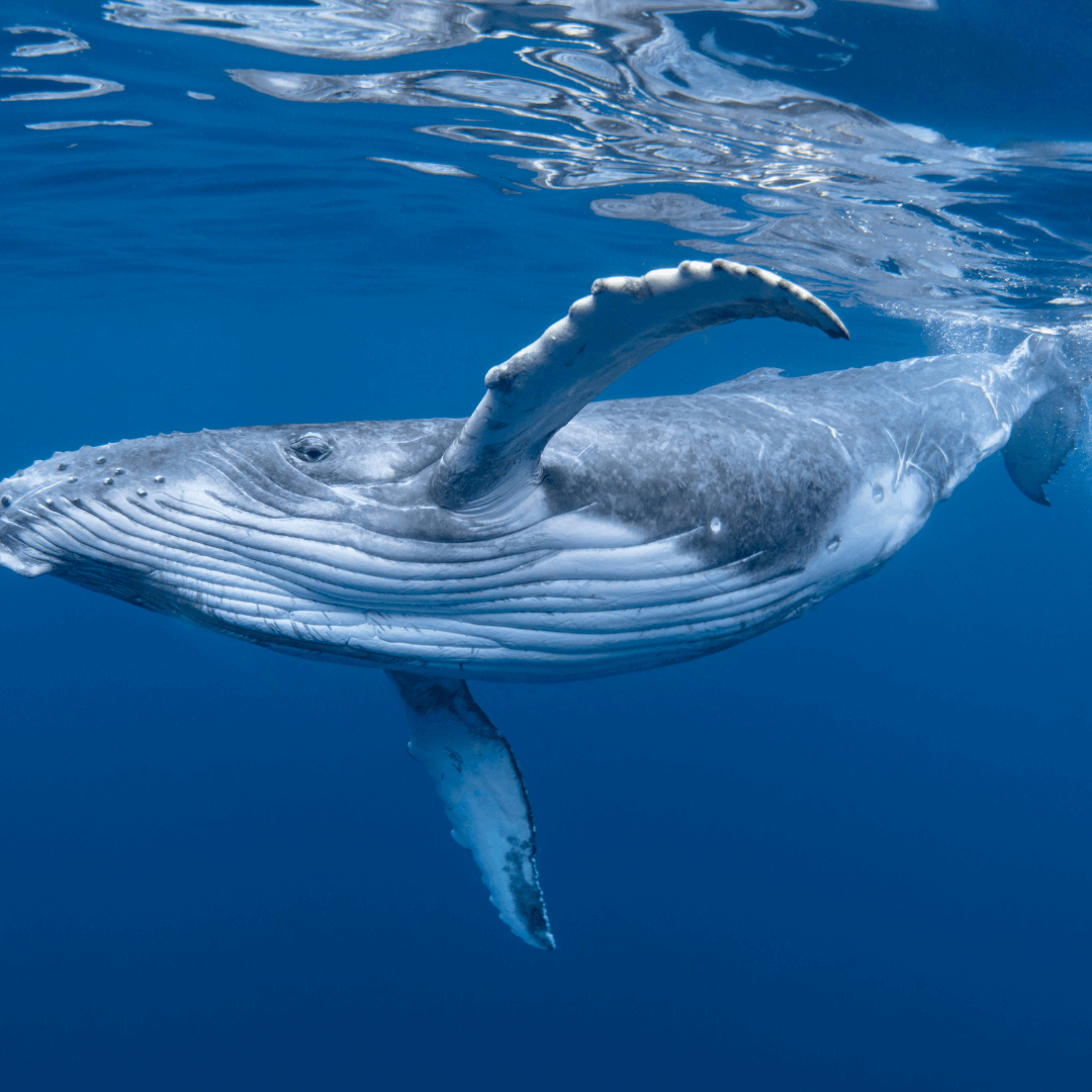 When to think about the spiritual meaning of a whale？ Good time tips!
