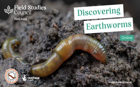How to understand the spiritual meaning of earthworms？ Experts advice!