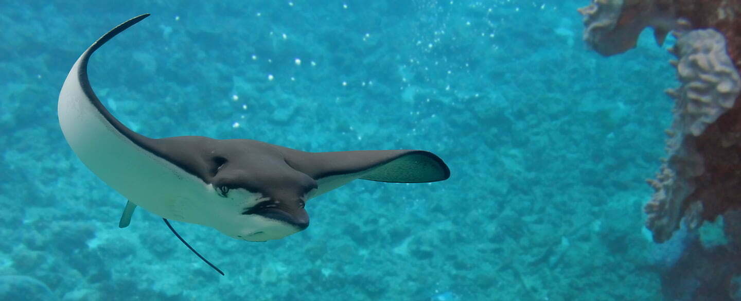 Need to Know the Dream Interpretation Stingray Meaning？ Read This Simple 5-Step Symbolism Analysis!