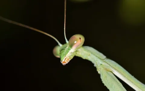 Dream interpretation praying mantis： What hidden messages could it have？