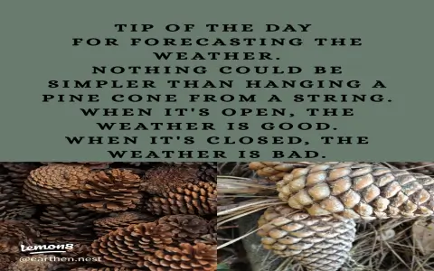 Where to find the true spiritual meaning of pinecone？ Explore now!