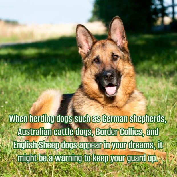 Dream about german shepherd meaning？ Find out what loyalty means!