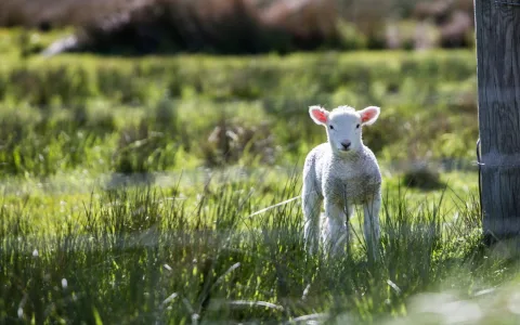 Is the sheep spiritual meaning good luck？ (Discover the divine guidance now)