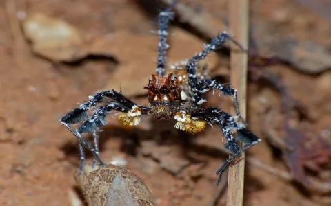 How to improve dream interpretation spiders skills？ Practical tips from pros!