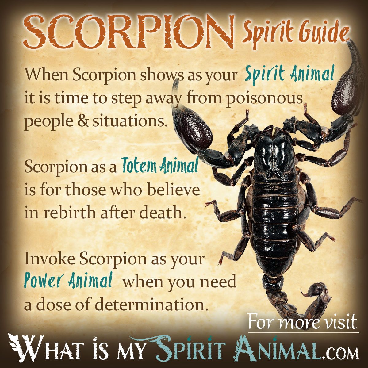 Full spiritual meaning scorpion for dreams: Top 5 interpretations explained now!