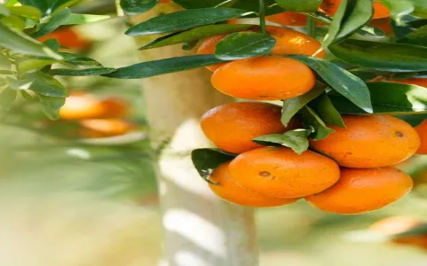 Spiritual meaning of orange fruit： What experts have to say