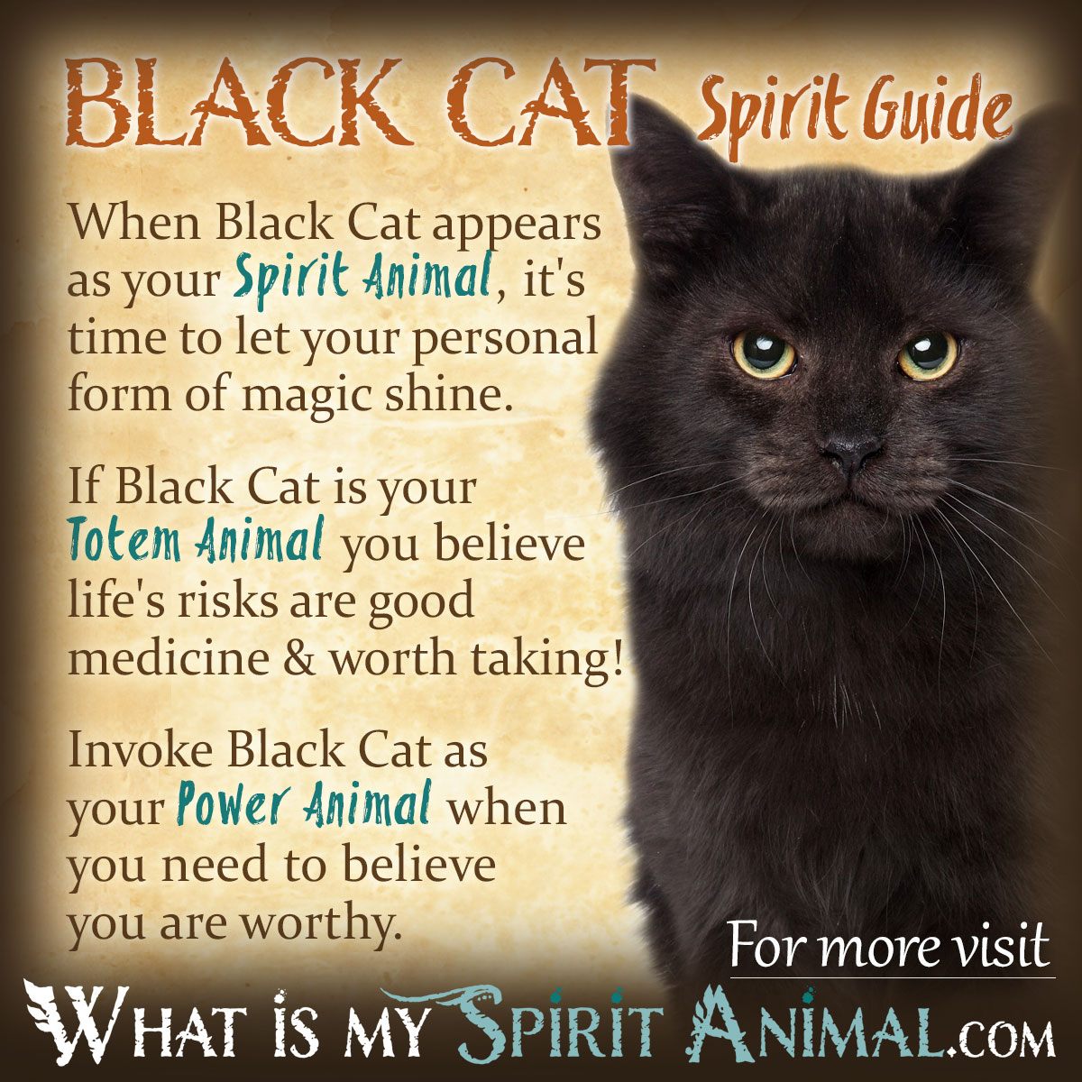Should you be scared？ What does it mean when you dream a black cat？ Learn your fate today!