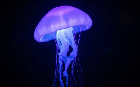 How to understand jelly fish spiritual meaning？ Here are some tips!
