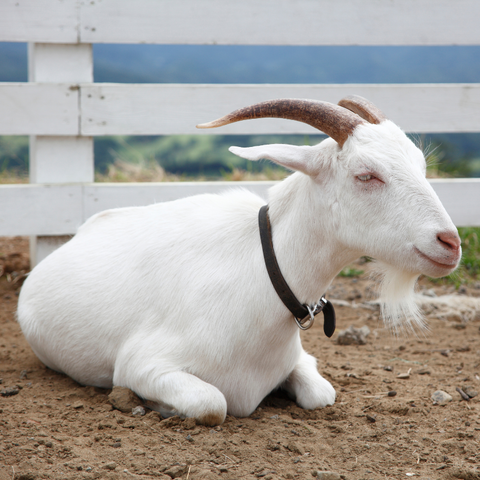 Where to find the white goat spiritual meaning？ Check these sources!