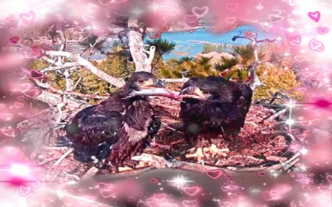 Dream interpretation of an eagle: Is it a good or bad omen? Find out now!