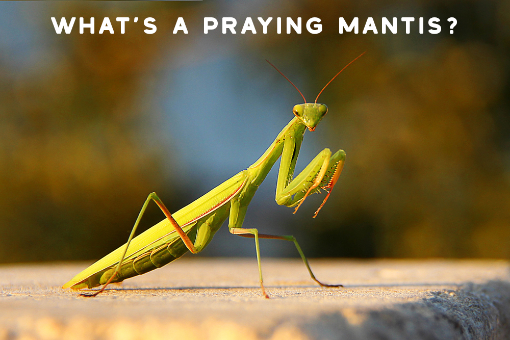 Dream interpretation praying mantis： What hidden messages could it have？