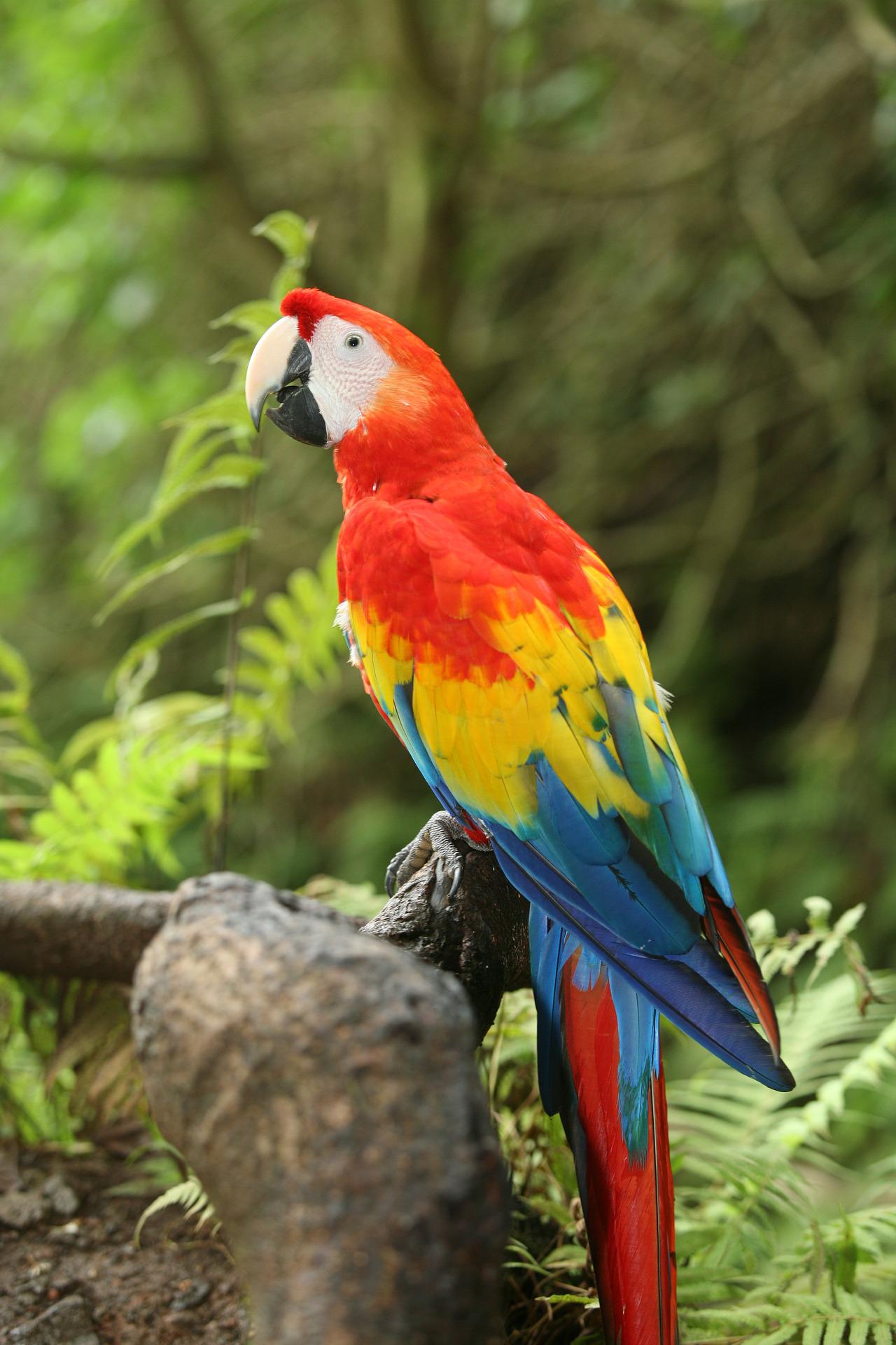 Parrot meaning spiritual： Is it a good omen or a warning？