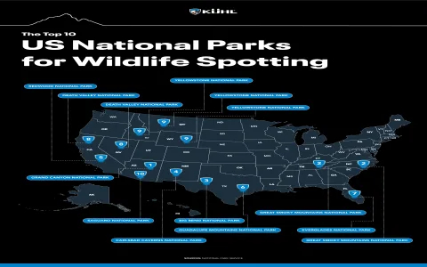 Where to learn dream interpretation of mice？ Top resources recommended!