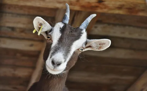 What does the spiritual meaning of goats symbolize？ Find out now