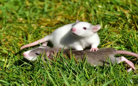 How to understand dreaming of mice running around spiritual meaning (3 steps explained simply)