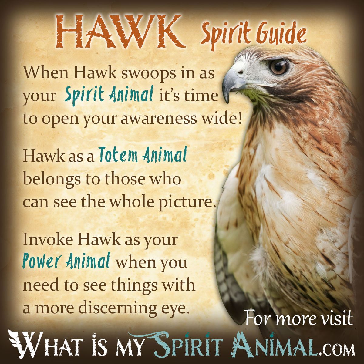 White hawk spiritual meaning explained: How it impacts your life!