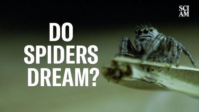 Is spider dream interpretation reliable? Check out the scientific views!