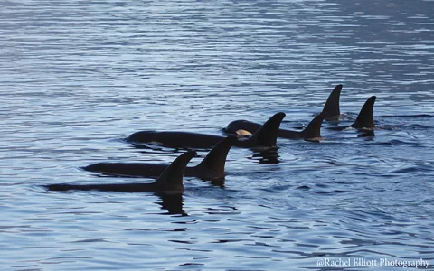 Killer whale spiritual meaning： How it can impact your spiritual journey？