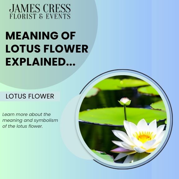White lotus spiritual meaning explained： What does it symbolize？