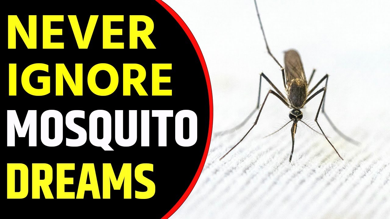 Dream interpretation mosquito： Is it accurate？ 4 factors to consider!