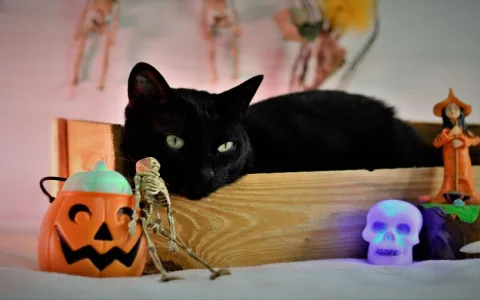Should you be scared？ What does it mean when you dream a black cat？ Learn your fate today!