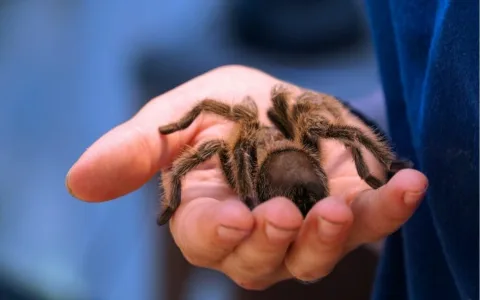 Dream interpretation of tarantula： What secrets are hidden？