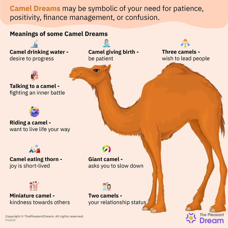 What is the significance of camel in dream interpretation？ Find out now!