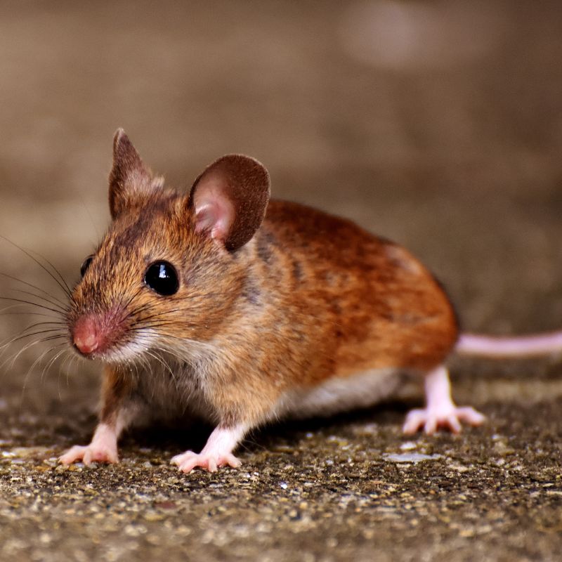 Where to learn dream interpretation of mice? Top resources recommended!