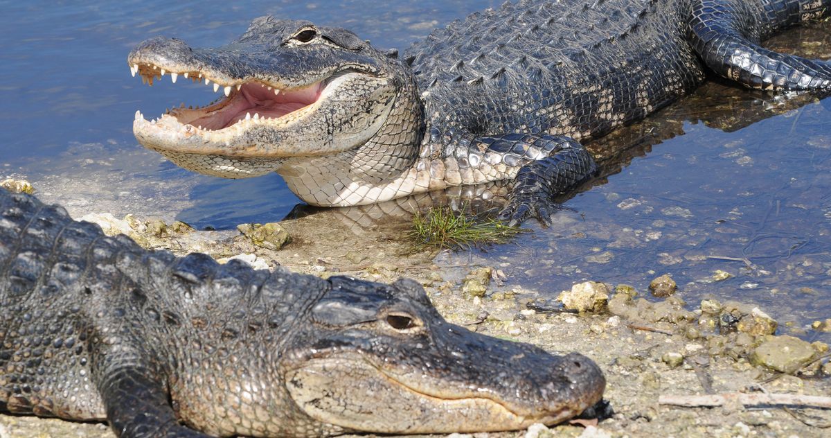 What does dream interpretation alligator mean？ Experts reveal the truth!