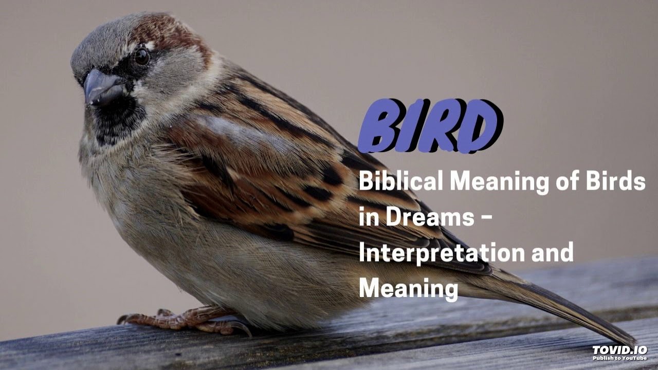 Spiritual meaning of birds in dreams： How to interpret them easily？