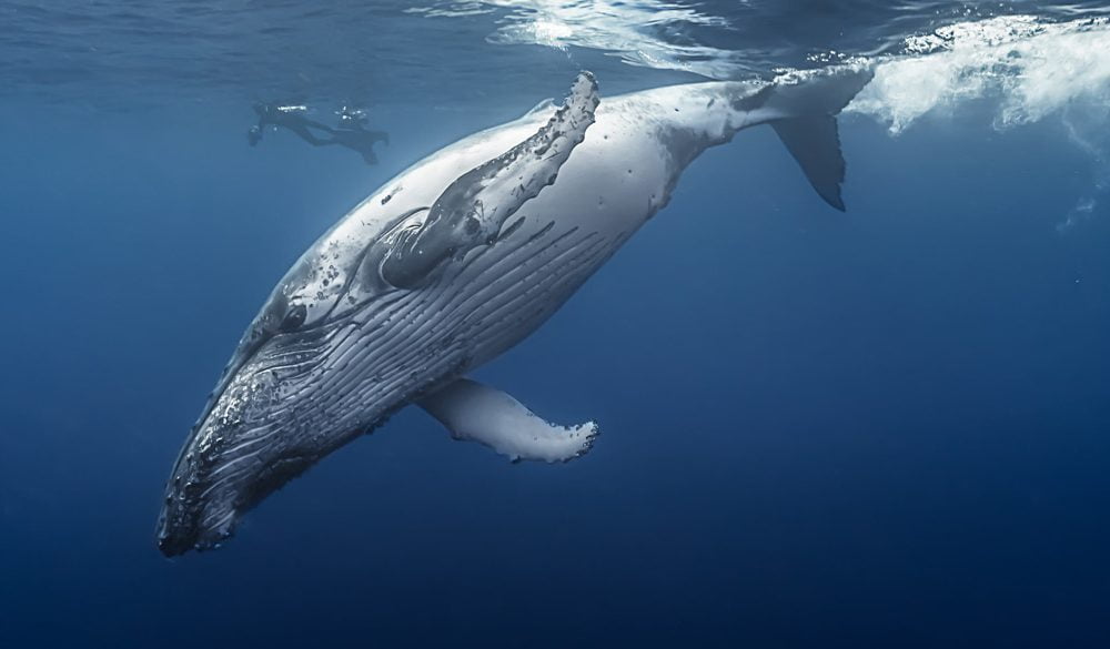 What is the humpback whale spiritual meaning? Discover the deep messages it carries now!