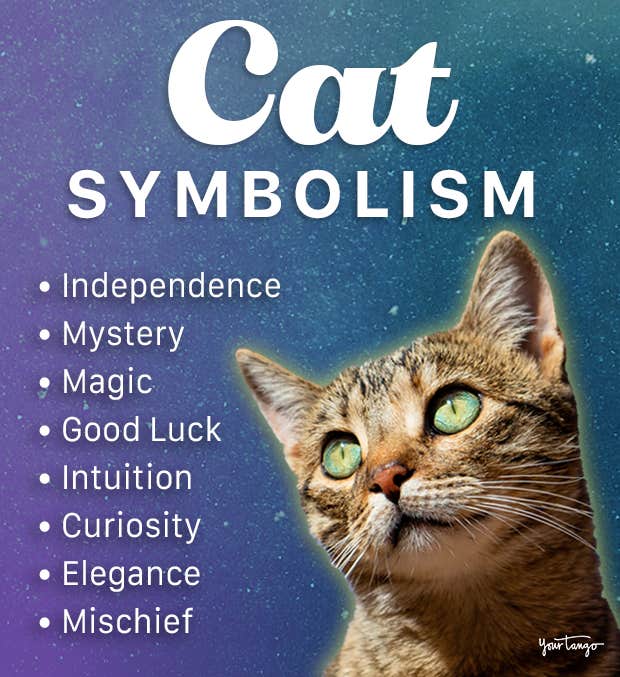 Decoding Kitten Symbolism: What Does It Really Mean Spiritually?