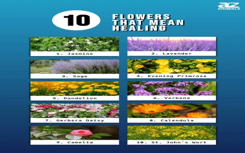 The spiritual meaning of flowers in a dream： How it affects your life？