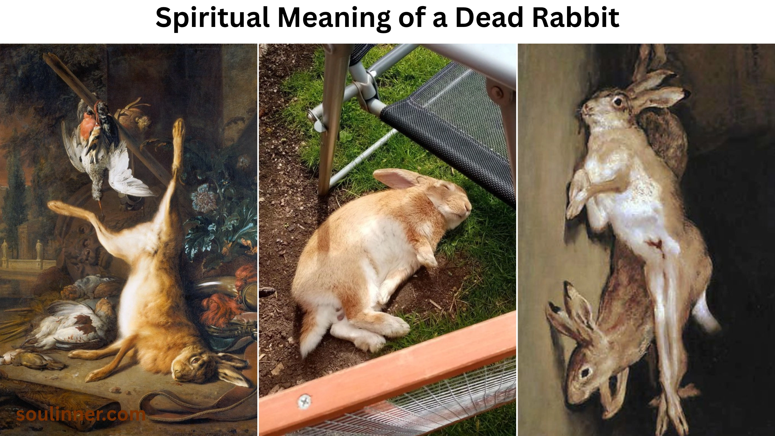 What is the dead bunny spiritual meaning? Uncover the hidden messages!