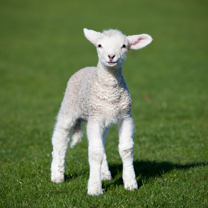 Spiritual meaning of a lamb： What can we learn from it？