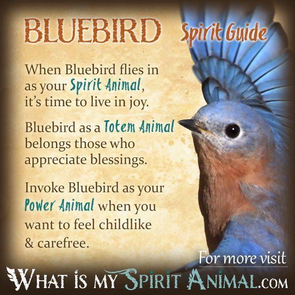 Spiritual meaning of birds in dreams： How to interpret them easily？