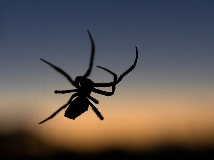 How to improve dream interpretation spiders skills？ Practical tips from pros!