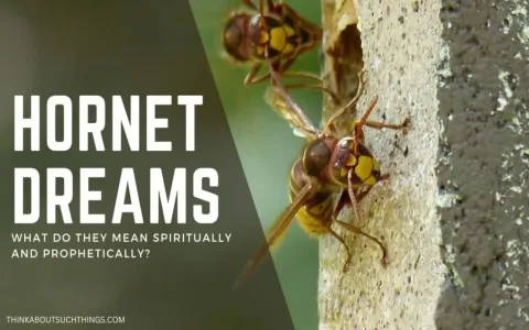 What does dream interpretation of wasp mean？ Experts give insights!