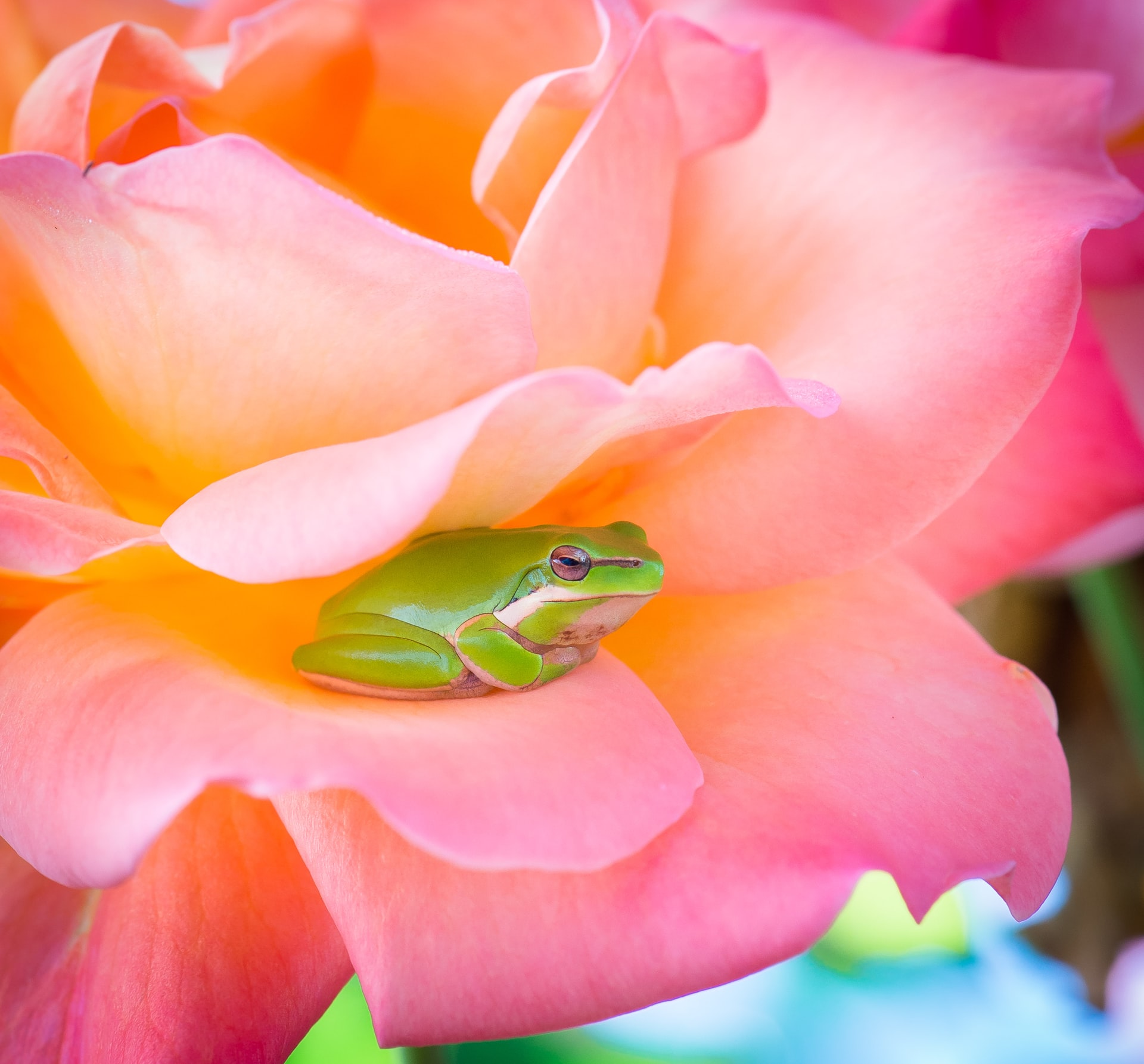 Got a frog dream? Get the simple dream interpretation of frogs and what your subconscious is saying.