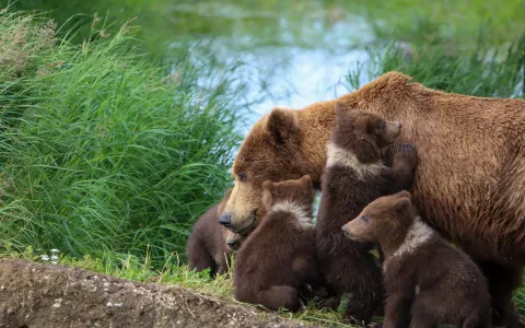 Black or white bear in dream interpretation： (Find out the surprising difference here)