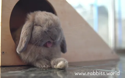 How do I know if my bunny is dreaming? Spot the weird twitches and sleepy noises!