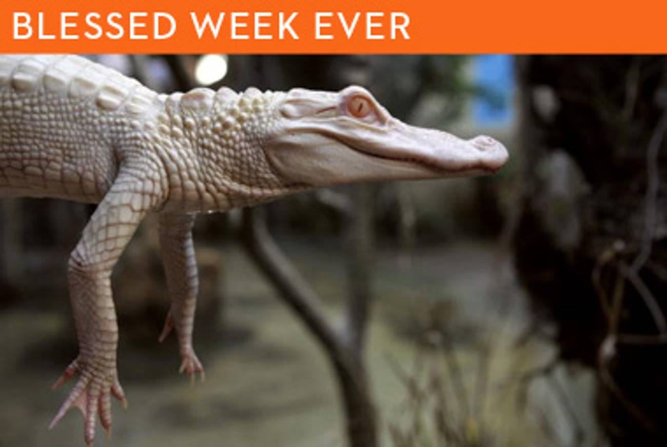Albino Crocodile Dream Interpretation： Explore hidden truths.