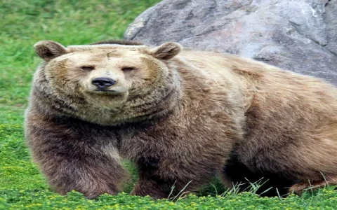 Attacked by a bear dream interpretation: What inner power is it telling you to find?