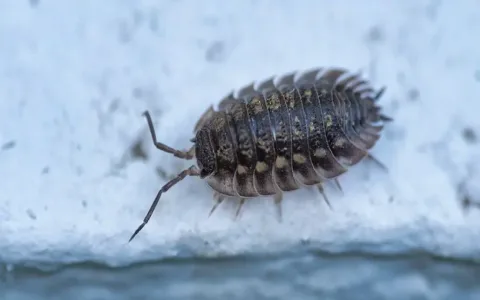 Your woodlice dream meaning explained simply: What you really need to know!