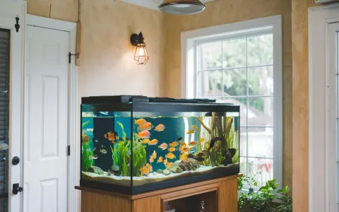 Is your dream interpretation aquarium a good sign? Find out the hidden truth!
