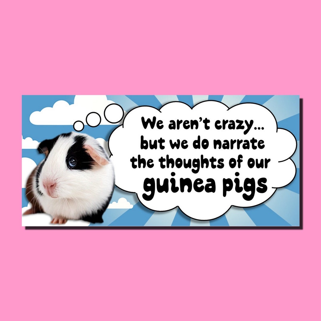 Dreaming of Guinea Pigs Biting or Aggressive? Dont Ignore This Important Warning About Your Money!