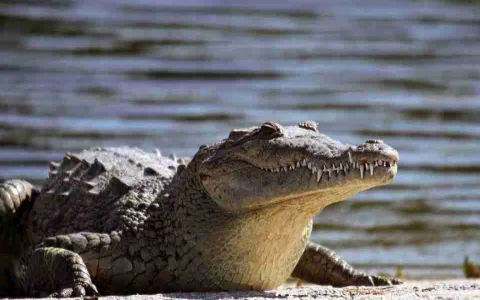 Deep Dive： Alligators in Dreams Interpretation (Understand your subconscious)