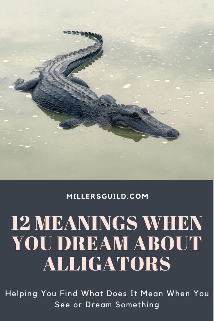 Alligator Dreams Interpretation： Understand Your Vision.