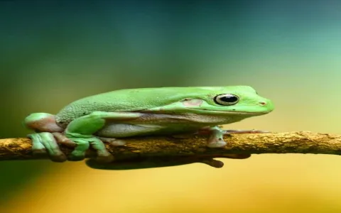 dream interpretation frog: Should I be worried?