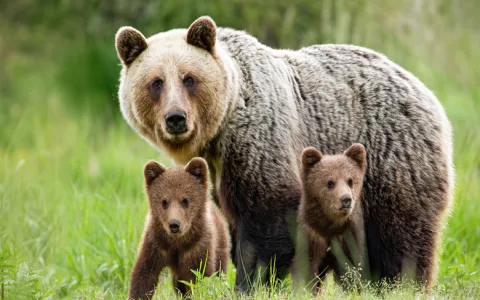 How to Understand Your Bear Dream： Find Easy Bear Dreams Interpretation Tips